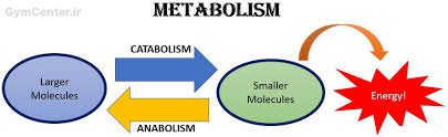 وضعیت آنابولیک و کاتابولیک در بدن چیست